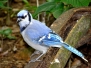 Bluejay