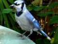 8-20-09_Bluejay