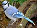 Bluejay