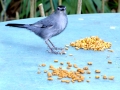 DSC00665