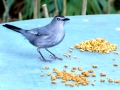 DSC00666