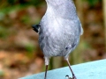 DSC00667