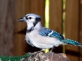 DSC00778