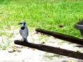 DSC03096