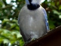 DSC03100