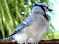 DSC03203