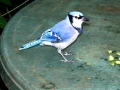 DSC03330