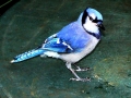 DSC03331
