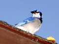 DSC03595