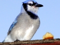 DSC03596