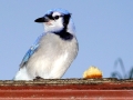 DSC03597