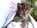 01_st_Baby_Bobcat_12-11-04