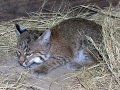 Baby_Bobcat_9-21-08