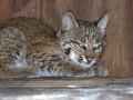 Bobcat_9-08
