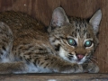 Bobcat_9-6-08