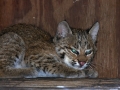 Bobcat_Sept._06-08