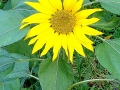 DSC00700