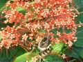 DSC03153