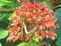 DSC03154