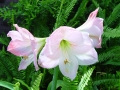 DSC03261