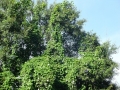 DSC03503