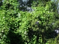 DSC03504