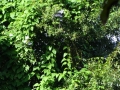 DSC03505