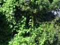 DSC03506