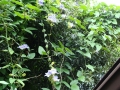 DSC03507