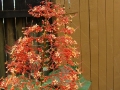 DSC03513