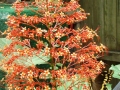 DSC03518