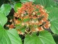 DSC03527