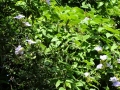 DSC03667