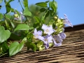 DSC03670