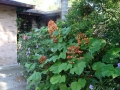 DSC03680