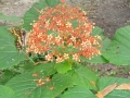 DSC03780