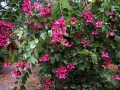 DSCN0218