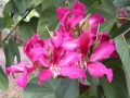 DSCN0220