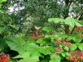 DSCN1295