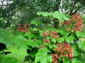 DSCN1296