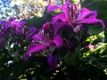 DSCN1418_1