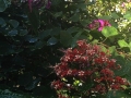 DSCN1418_1_(2)