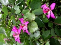 DSCN1418_1_(3)