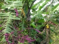 DSCN1418_1_(5)