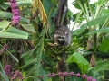 DSCN1418_1_(8)