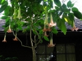 DSCN4172
