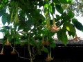 DSCN4173