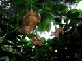 DSCN4208