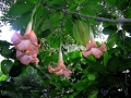 DSCN4209