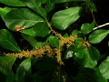 DSCN4447